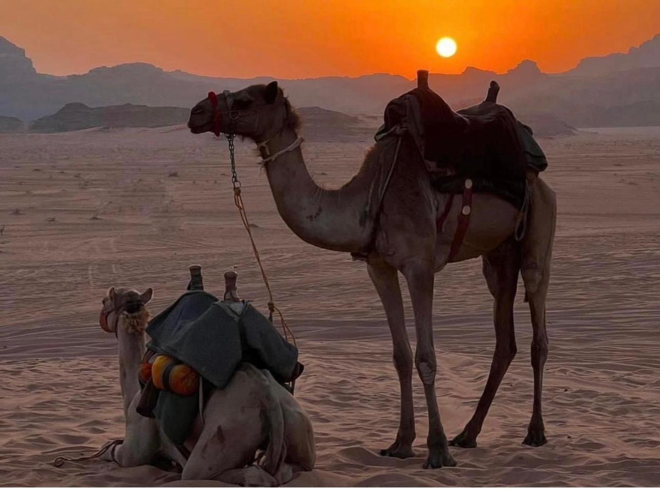 Desert Bedouin Adventure * Wadi Rum