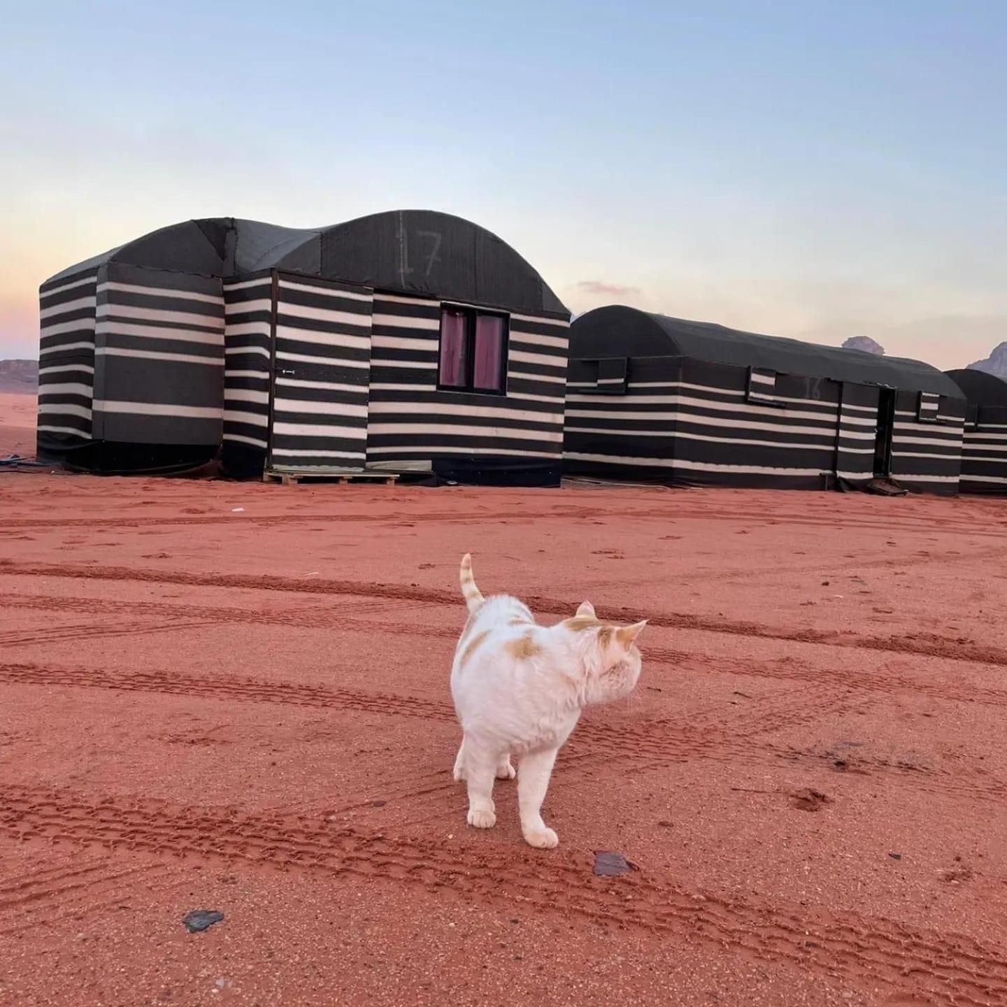Desert Bedouin Adventure Camping *
