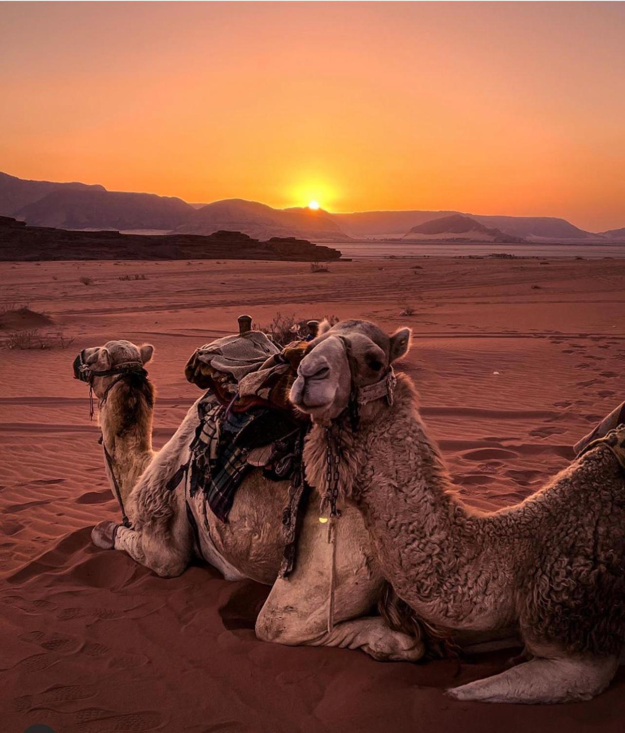 Camping Desert Bedouin Adventure
